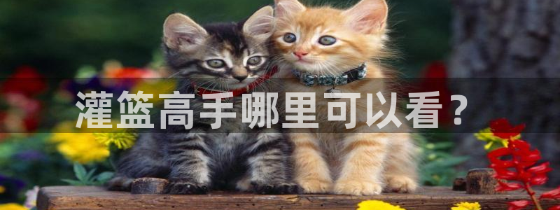 下载虫虫漫画：灌篮高手哪里可以看？
